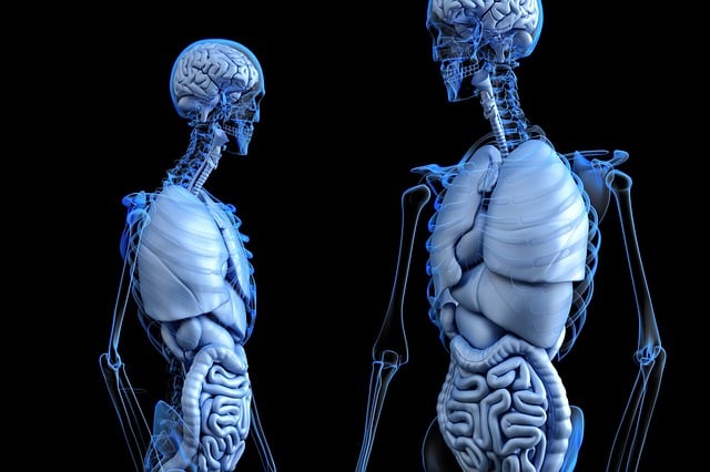 anatomical-2261006_640